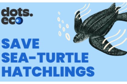 Save Sea Turtles at Hatching BE