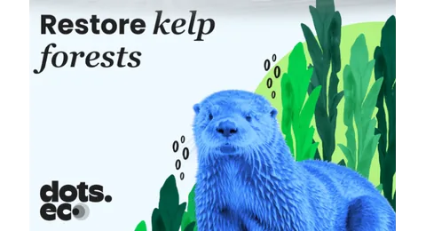 Dots.eco - Restore Kelp Forests